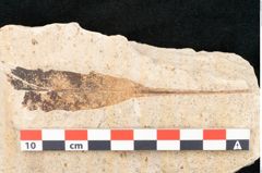 Foto (Detailansicht) von Myrica lignitum Unger (NHMW-GEO-2024-0188-4042)